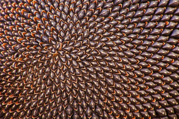 Ripe Sunflower Seeds 2