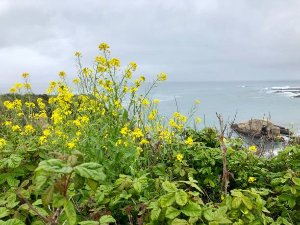 istock Wildflowers along the rocky coast and peaceful blue sky 1171755656