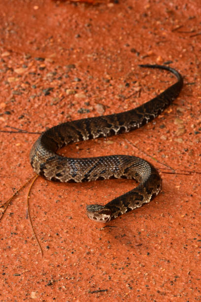 istock Entire Water Moccasin zigzagged on clay dirt with head raised slightly, facing camera 1171756306