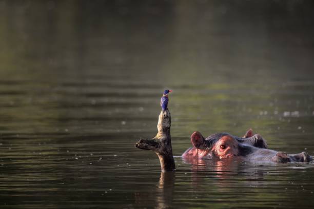 malachite kingfisher avec hippopotamus - i - i 295 photos et images de collection