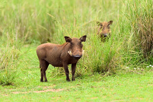 A common warthog looks at the tourist as its fellow traveler lurks shyly behind it in the tall grass of this grassland of Murchison Falls National Park in Uganda