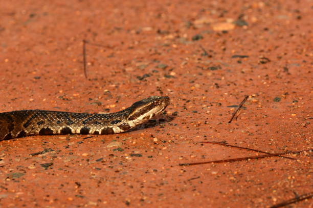 istock Water Moccasin on gravely clay dirt with head raised slightly 1171756836