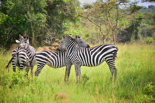 A gathering of four  plains zebra, also known as the common zebra or Burchell's zebra, or locally as the \