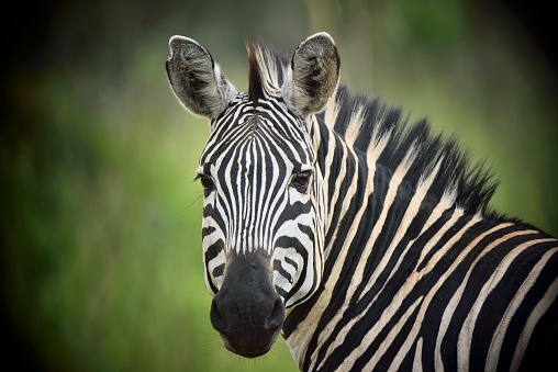 A  plains zebra, also known as the common zebra or Burchell's zebra, or locally as the \