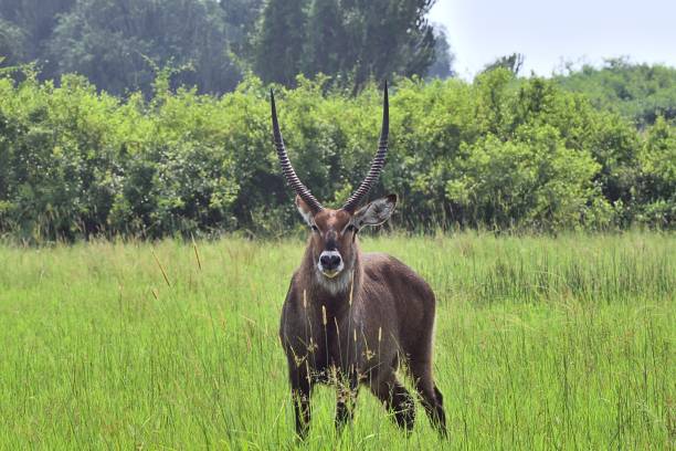 A Waterbuck, Kobus ellipsiprymnus, or african antelope, standing in a grassland stares at the camera and crowd of tourist that came to see it.
