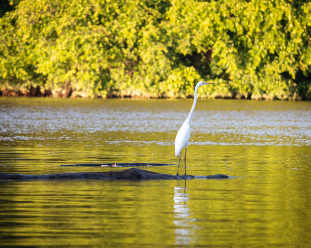 white bird on trunk flowing along the river stock photo