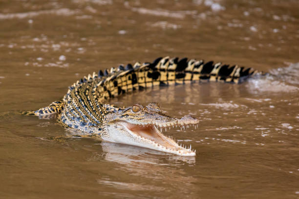 young crocodile in the river on Borneo Island Portrait of a young crocodile.  Kinabatangan River, Borneo, Malaysia. kinabatangan river stock pictures, royalty-free photos & images