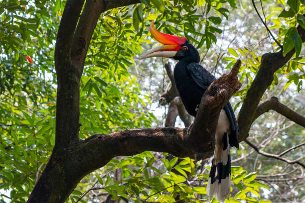 hornbill on a tree in malaysia stock photo