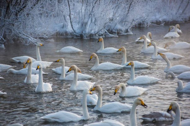istock Whooper swans swimming in the lake 1171763507