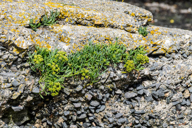 istock Opportunistic plants growing amongst cracks in rock 1171764021