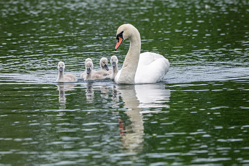 Mute swan and cygnets swimming on a lake