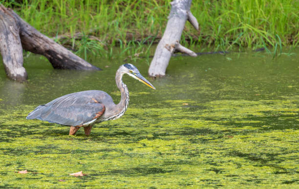istock Great blue heron looks for fish in algae-covered water 1171765216