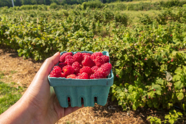 Hand holding a pint of raspberries with raspberry bushes in the background stock photo