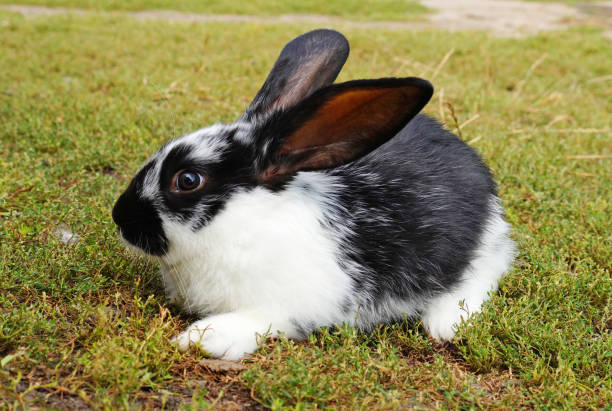 istock Small black and white rabbit on the green lawn. 1171770389
