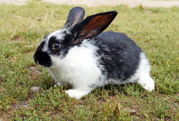 istock Small black and white rabbit on the green lawn. 1171770393
