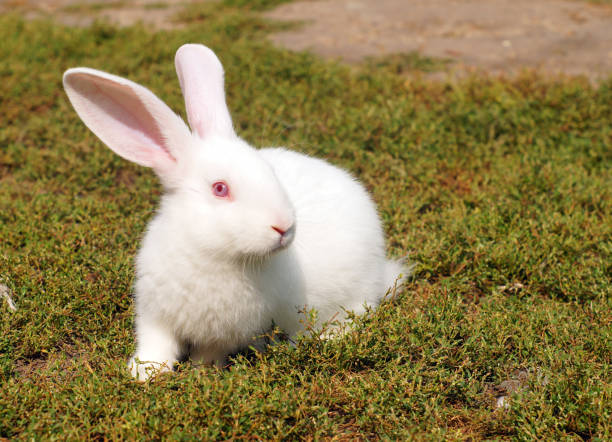 istock Small white rabbit on the green lawn. 1171770461