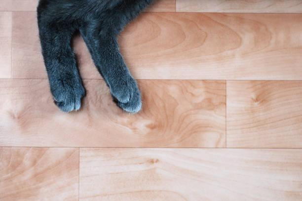 istock Gray cat paws on the floor. View from above. 1171770884