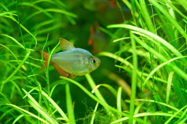 istock A Colombian tetra in an aquarium 1171772003