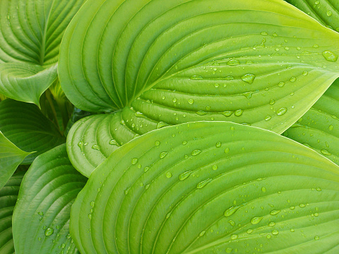 fresh green spring rainy dew lily leaves background