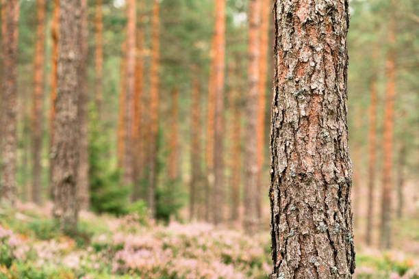 The beautiful textured bark on a trunk of a pine tree in a Swedish forest in summer.
