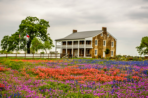 Wildflowers including Indian Paintbrush and Bluebonnets bloom in front of Polley Mansion, La Vernia, Texas