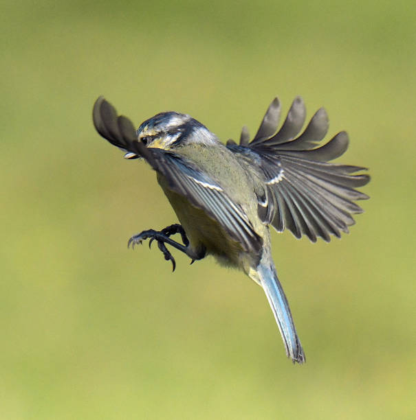 istock Blue Tit and Great Tit in flight 1171777000