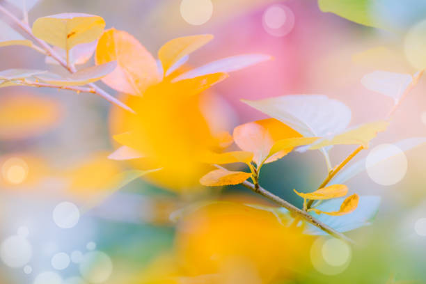 Abstract defocused nature background with yellow autumn leaves and bokeh