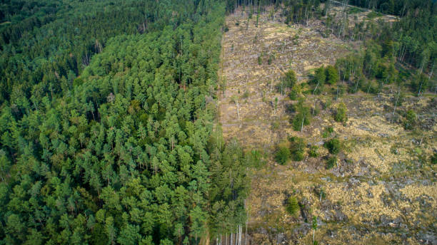 area disforestata, montagne taunus, germania - lumber industry forest tree pine foto e immagini stock