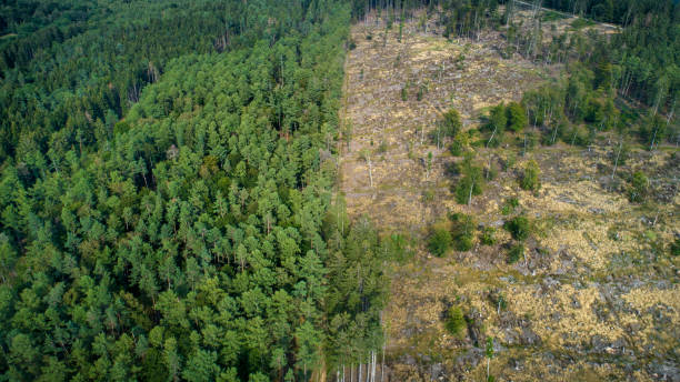 Deforested area, Taunus mountains, Germany Deforested area, forest dieback, Taunus mountains, Germany deforestation photos stock pictures, royalty-free photos & images