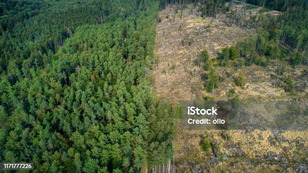 Deforested Area Taunus Mountains Germany Stock Photo - Download Image Now - Deforestation, Climate Change, Forest