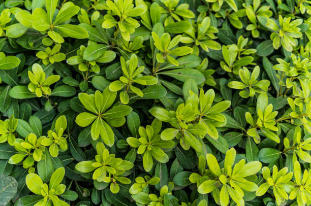 istock Plants in japanese garden Monaco 1171778044