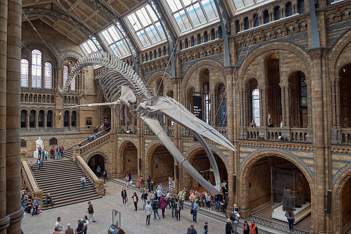 London, United Kingdom - May 24, 2018: Natural History museum, blue whale skeleton.