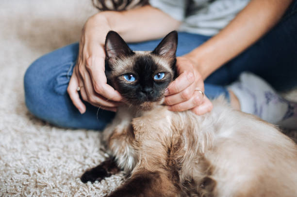 A contented snout of a close-up of a cat and a man's hand. The girl and the owner of his pet pet Siamese cat lying on the floor. stock photo