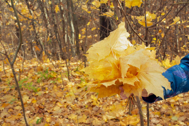 istock background of fallen autumn yellow 1171778483