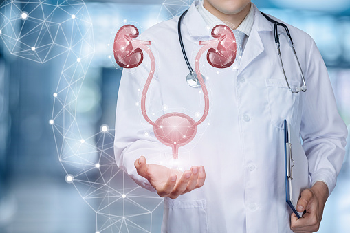 A medical worker shows the urinary system on blurred background.