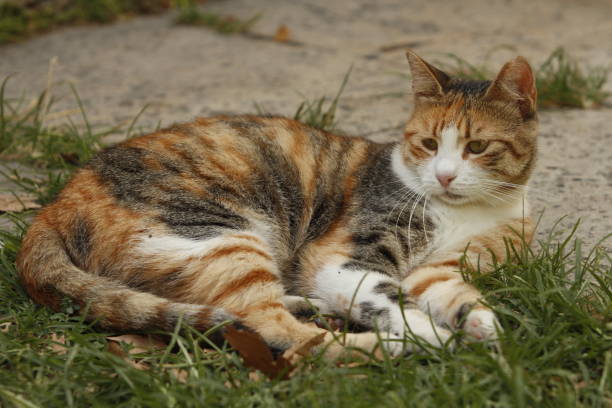 istock Short fur calico cat lying lazily looking away ignorantly. 1171778737
