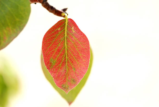 Pretty Dual-Color Pretty Autumn Pear Leaf, White Background