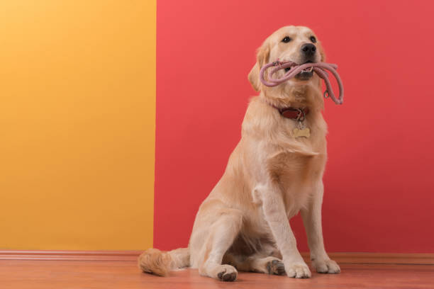 cão do retriever dourado com colar - dog leash pets playing - fotografias e filmes do acervo