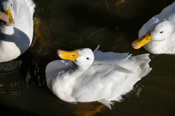 istock White Pekin Duck (also known as Long Island or Aylesbury Ducks) focused of food 1171780242