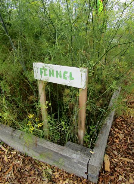 istock Fennel plants growing growing in vegetable garden. 1171781134