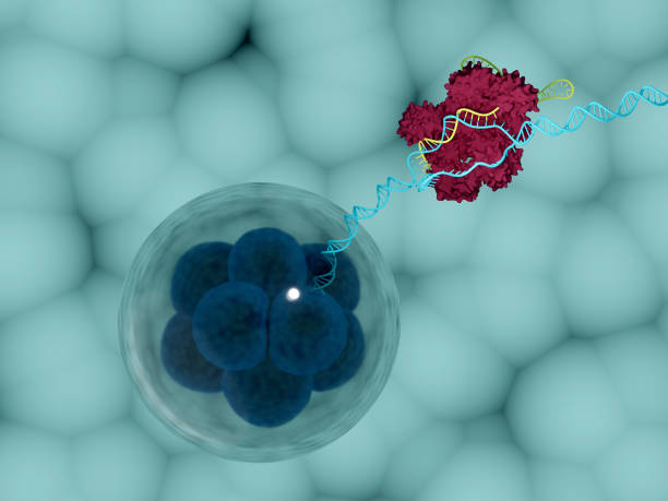 istock Use of CRISPR technology to modify embryos 1171781175