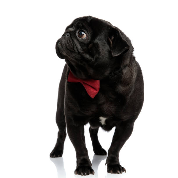 istock Mystified pug curiously looking to the side 1171781261