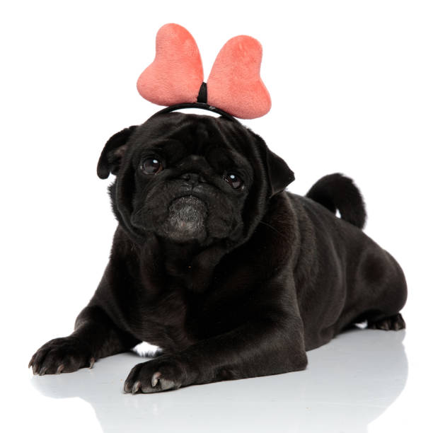 istock Lovely pug looking to the camera with its mouth closed 1171781380