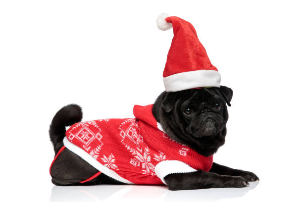 istock Side view of a adorable pug looking to the camera 1171781410