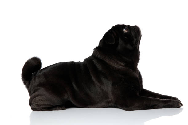 istock Side view of a mystified pug looking upwards 1171781417