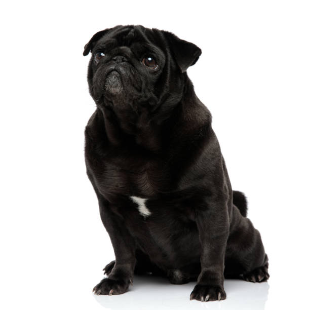 istock Guilty looking black pug staring and waiting 1171781437