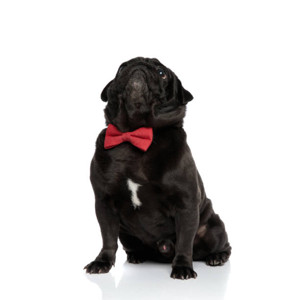 istock Eager pug curiously looking upwards and begging 1171781636