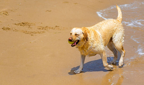 istock Cute dog standing on sand beach 1171781701