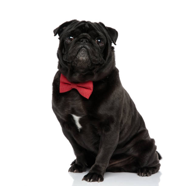 istock Brave black pug looking forward with its mouth closed 1171781716