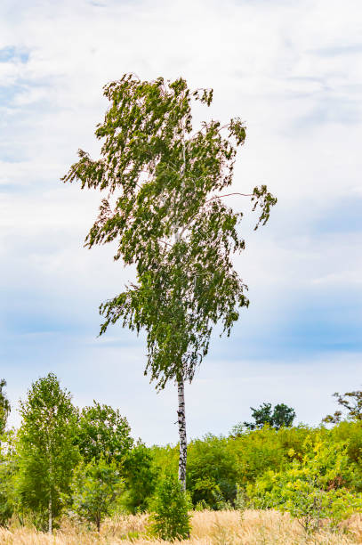 istock Birch tree on a background of cloudy sky. 1171783538
